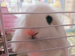 -宠物兔专门店(天丰利市场店)