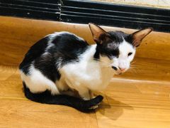 -猫色咖啡·猫咖