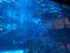 -迪拜水族馆及水下动物园