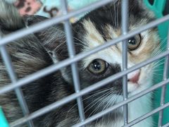-纳吉亚猫专科动物医院博雅分院