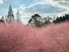 -嘉北郊野公园