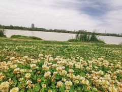 -灞河西岸滨河公园