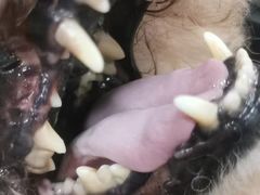 -宠福鑫康馨动物医院·骨科·眼科