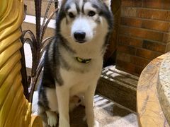 -more than meow吴止猫主题餐厅(承德 中船汇店)