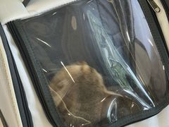 -艾贝尔宠物医院 ·中兽医·宠保定点(北门桥店)