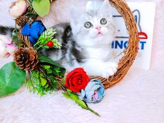 -十年猫舍·猫咪专门店(普陀店)