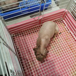 -Moni星球萌宠·小马宝莉·灵蛇·高端高阶全萌宠互动体验俱乐部(红豆国际广场店)