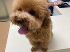 -宠颐生中康贝怡动物医院