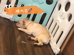 -柯斗斗主题餐厅·狗咖·围炉煮茶·茶饮(国瑞升平里店)