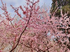 -桃花堤公园