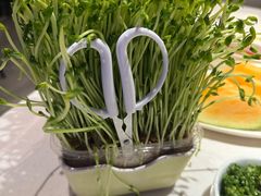 青青活体豌豆苗-海底捞火锅(外滩店)