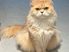 -琪喵猫屋·撸猫猫咖·猫舍