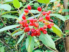 -铁山坪森林公园