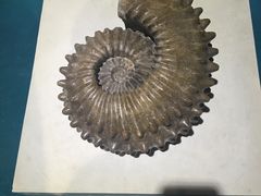 -青岛贝壳博物馆