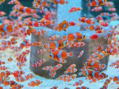 -海合安成都极地海洋公园