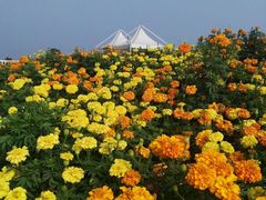 -曲江薰衣草庄园