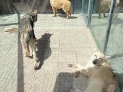 -西霞口神雕山野生动物世界