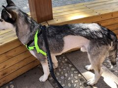 -北京赛佳动物医院