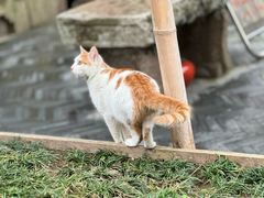 -龙华寺