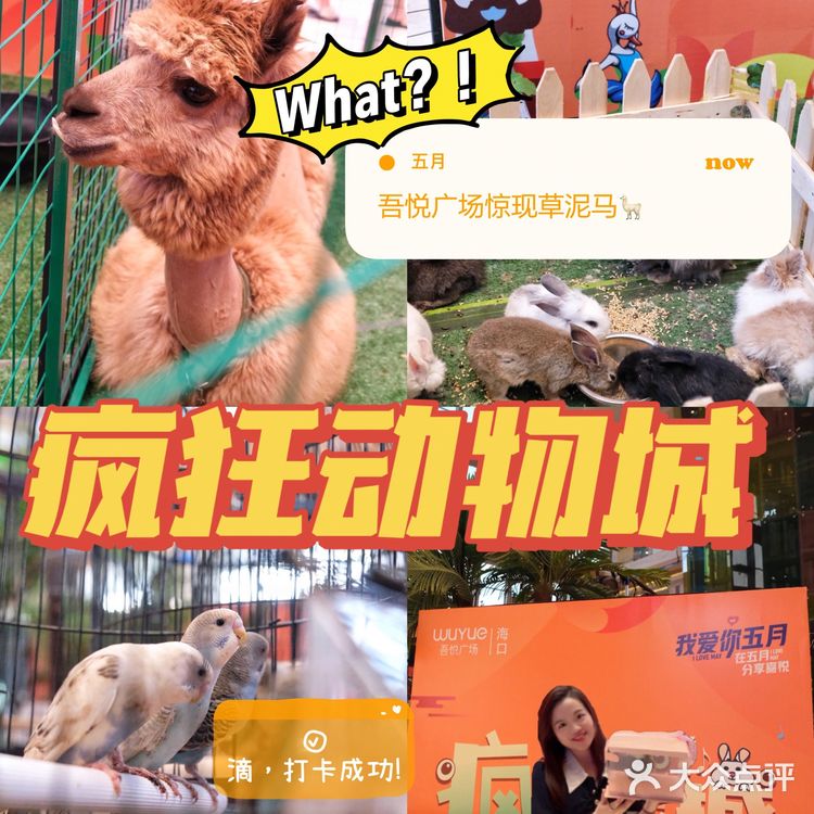 什么‼️吾悦广场惊现羊驼🦙