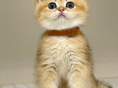 -lincat·猫舍(广州店)