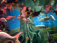 -上海海洋水族馆