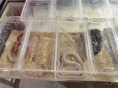 -华声天桥民俗文化园