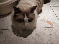 -飞行喵MR PILOT|猫舍·猫咖(静安大融城店)