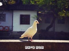 -西园寺