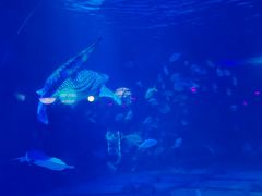 -烟台海昌鲸鲨海洋公园