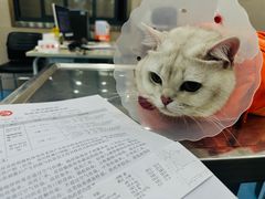 -万博宠物医院·手术·诊疗(未央凤城五路店)