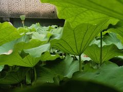 -陈家山荷花公园