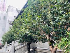 -华林禅寺