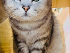 -猫咪派对(江南西店)