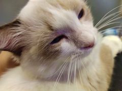 -十年猫舍·猫咪专门店(普陀店)