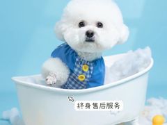 -萌宠之家·腊肠犬·马尔泰·小体犬舍