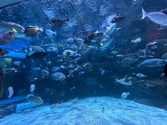 -海合安成都极地海洋公园