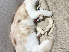 -藏猫猫咖啡主题馆(中央大道店)