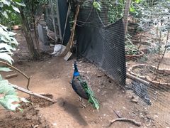 -呀路古热带植物园