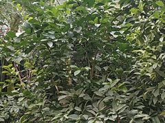 -呀路古热带植物园