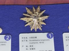 -贝壳王国博物馆
