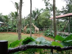 -海南热带野生动植物园