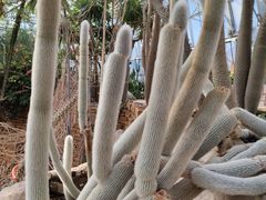 -北京植物园-展览温室