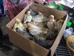 -万商花鸟市场