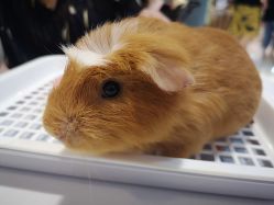 -Moni星球萌宠·小马宝莉·灵蛇·高端高阶全萌宠互动体验俱乐部(红豆国际广场店)