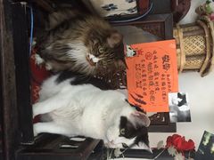 Anne猫窝咖啡屋-Anne猫窝咖啡屋