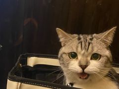 -灶咖KITCHEN