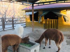 -北京市海淀外国语实验学校