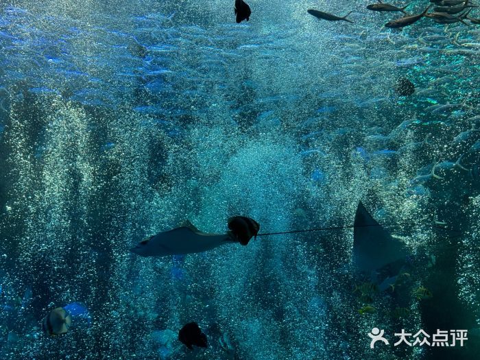 哈尔滨波塞冬海底世界图片