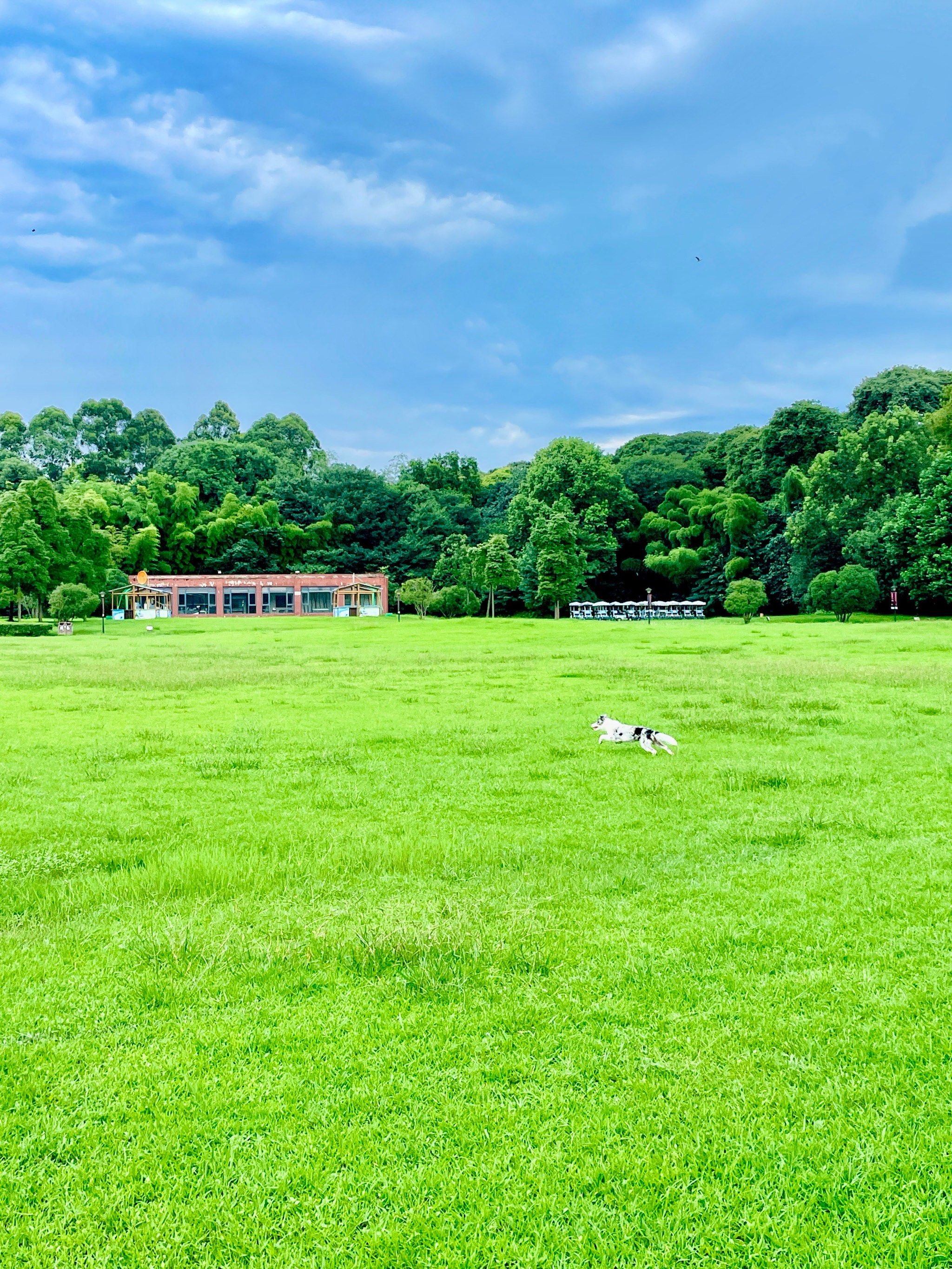 巨大巨大的草坪,这简直就是"阿勒泰"‼️
